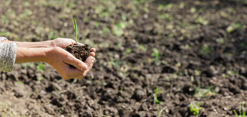 Hände mit einem Setzling vor einem Gemüsebeet