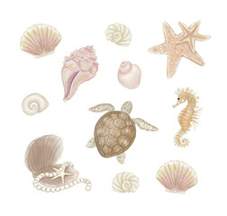 Beautiful Summer Seashells and Sea Life Watercolor Illustrations