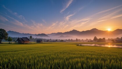 Serene sunrise over lush rice fields rural landscape nature photography tranquil environment wide angle view