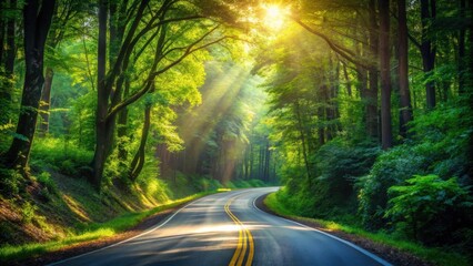 Sunlit Path Through Lush Green Forest Canopy With Winding Road
