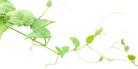 a plant with green leaves and leaves on it,  green Teasel gourd tree vine with leaves isolated, 