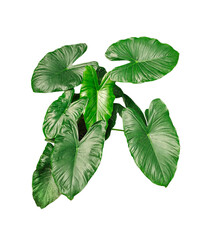 green monstara leaves isolated, a green plant with leaves on a transparent background, Alocasia...
