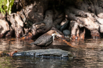 Wasseramsel