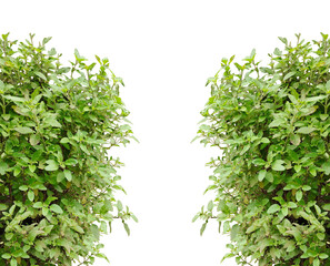 Obraz premium green parsley isolated on png background, Fresh Basil Bushes, green grass on white background, two green plants with leaves on them, Fresh 
