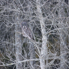 Great gray owl Strix nebulosa well camouflaged against the bark of bare trees in winter