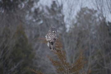 Great gray owl Strix nebulosa perched on the tip of a juniper tree