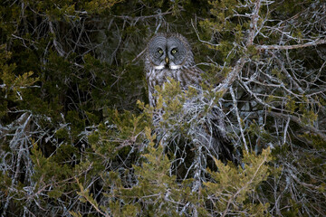Great gray owl Strix nebulosa watching as it roosts hidden in a juniper tree