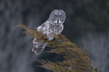 Great gray owl Strix nebulosa perched on the tip of a juniper tree