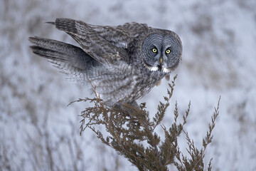 Great gray owl Strix nebulosa having just landed on the tip of a juniper tree