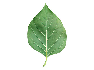 Obraz premium eucalyptus tree leaf