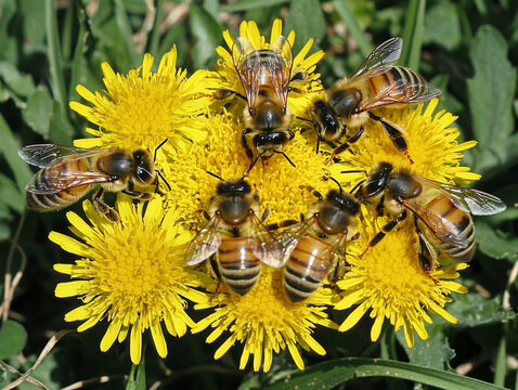 Honeybees foraging on yellow dandelion blossoms