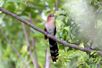 Squirrel Cuckoo perched on branch