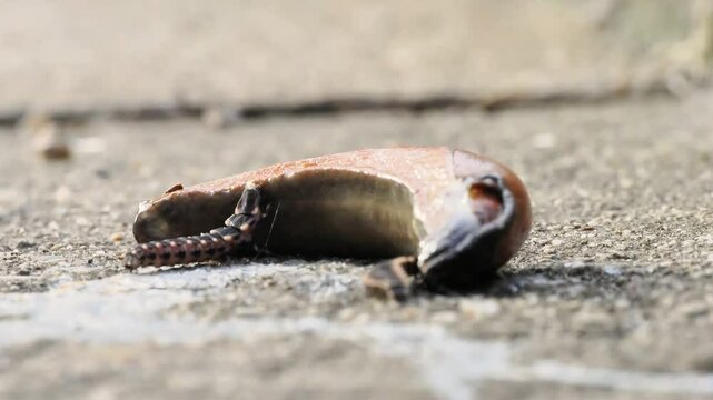 Larves de vers luisants (Lampyridae) se nourrissant d'une limace, illustration fascinante de la bioluminescence et du comportement pr&eacute;dateur nocturne dans la nature.