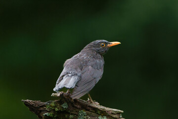 Die Amsel
