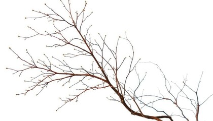 Obraz premium Delicate, intertwined branches isolated against a pure white backdrop, wood, background