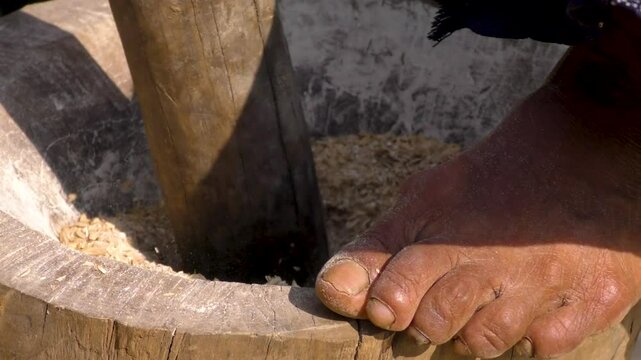 Traditional way of threshing rice grains from the outer husks 2