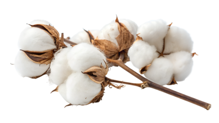 
cotton flower isolated on white background