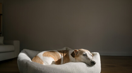 Relaxed sleepy dog resting in pet bed in living room with dark background. Empty copy space. Long horizontal banner
