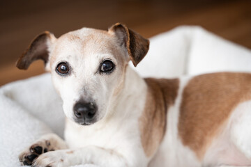 dog smart eyes portrait looking at camera. Lying in white soft pet bed. Senior pet Jack Russell terrier relaxing at home. Horizontal composition