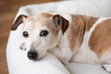dog smart eyes close up portrait looking at camera. Resting in white soft pet bed. Senior pet Jack Russell terrier relaxing at home