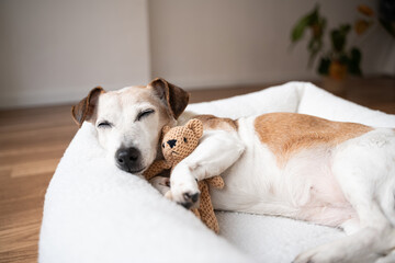 Obraz na płótnie Canvas Sleepy dog face resting in bed. Senior pet Jack Russell terrier hugging small toy in bed. Cute relaxed atmosphere. Relaxing at home with family