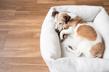 dog tired sleepy in pet bed hugging best friend toy bear. Elderly dog Jack Russell terrier resting at home. Horizontal composition. resting at home sweet dreams atmosphere, empty flooring copy space