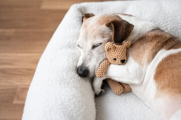 dog tired sleeping in pet bed face hugging best friend family toy bear. Senior dog Jack Russell...