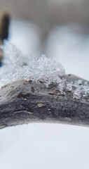 ice on a tree branch. Vertical photo