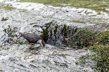 Wasseramsel