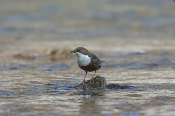 Wasseramsel
