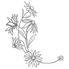 Corner bouquet of outline Rudbeckia or black-eyed Susan flowers in black isolated on white background. 