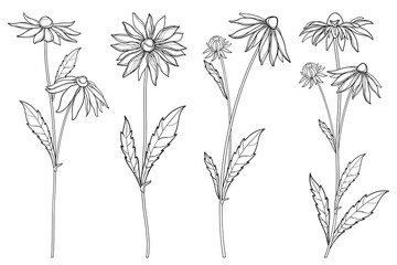Set with outline Rudbeckia or black-eyed Susan flower bunch with bud and leaf in black isolated on white background. 