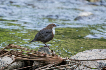 Wasseramsel