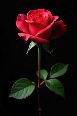 Naklejka premium Single rose bud on a black background with veins, vein, intricate, nature