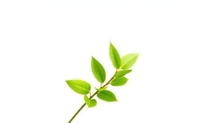 Single vibrant green plant, isolated on pure white background, bright, isolated