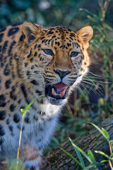 Roaring amur leopard in a grass background