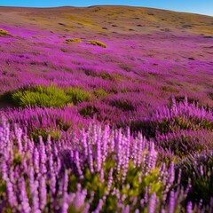 Obraz premium wild purple flowers in the hills