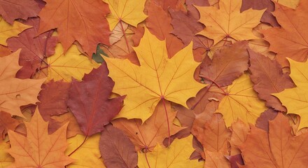 Fototapeta premium Colorful Autumn Maple Leaves Scattered on Ground Seasonal Fall Foliage Texture