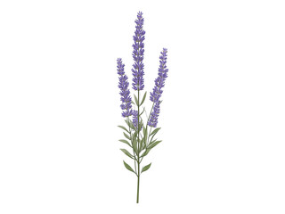 Naklejka premium lavender plant
