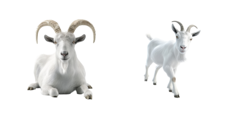 Charming white goats with majestic horns in various cute and playful poses