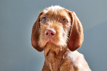 hungarian wirehaired vizsla puppy happy