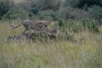 Cheetah roams through its territory © Herbert