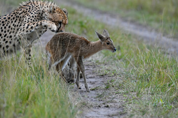 Cheetah roams through its territory