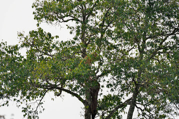 tree in the forest with Leopard