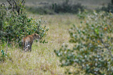 Leopard in the wild