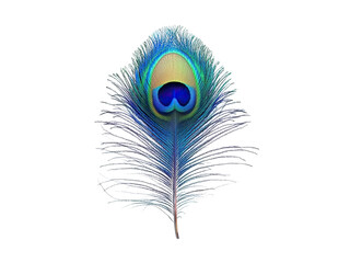 Obraz premium majestic peacock feather