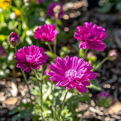 Obraz premium Vibrant purple flowers blooming in a garden bed, sunlight illuminating petals, mulch ground cover, possible use for gardening or floral websites