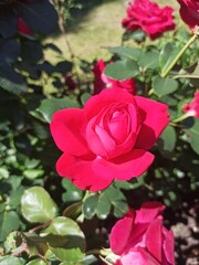 Vibrant red rose in full bloom with delicate petals