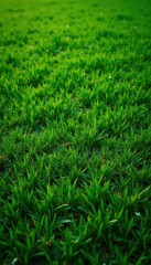 Obraz premium Evenly cut, fine textured fairway grass, overhead , vibrant, blades, ground cover