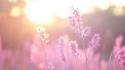 Obraz premium Pastel Sunrise Over Vast Wheat Field with Golden Crops Swaying